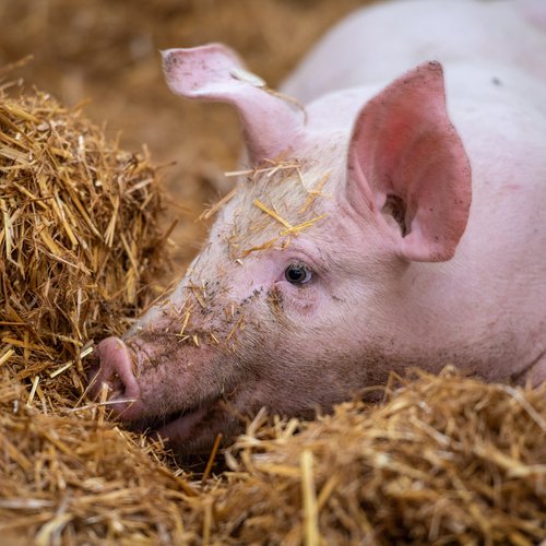 Kleeblatt_Qualitaet_Lieferanten_aus_der_Region